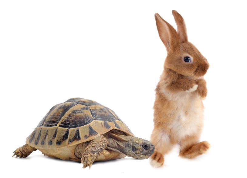 Tortoise and Hare Race